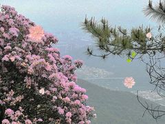 -梧桐山风景名胜区