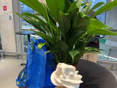 -宜家家居(四元桥商场店)