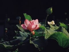 -莲湖公园