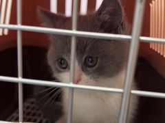 -博特宠物医院24h犬猫全科.骨科·异宠
