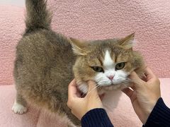 -青奢宠物·青奢猫舍