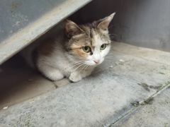 -纳吉亚猫专科动物医院(康都外科中心)