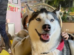 -Husky Go! 哈士奇体验馆·宠物咖啡厅狗咖