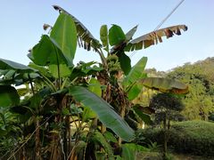 -广西壮族自治区药用植物园