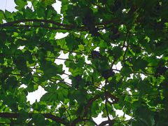 -金谷域澳洲庄园