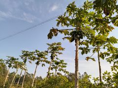 -满記土窑烧鷄波浪山莊