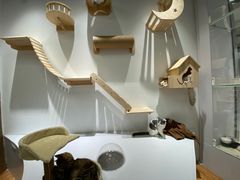 -COLOR PETS 撸猫馆·购猫·猫咖(长风大悦城店)
