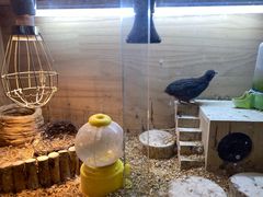 -抱暴龙爬宠·异宠·撸宠撸爬主题馆(大学路店)