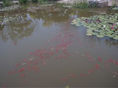 -武清南湖绿博园