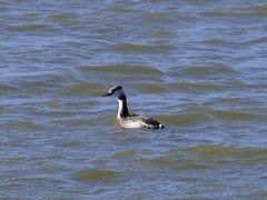 -野鸭湖国家湿地公园