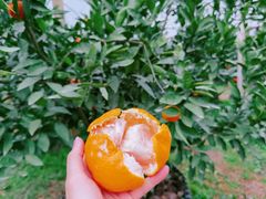 -前小桔亲子创意农场·草莓采摘·露营烧烤