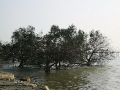 -宝安西湾红树林湿地公园