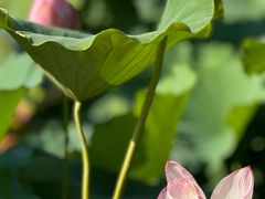 -陈家山荷花公园