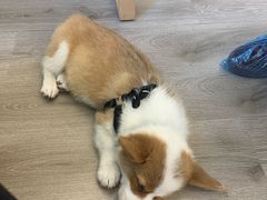-浣熊柯尔鸭土拨鼠·电玩咖