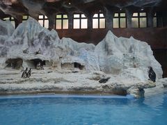 -帝企鹅自助餐厅•儿童岛•真企鹅(长隆企鹅酒店)