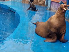 -华夏文旅海洋公园