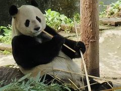 -中国大熊猫保护研究中心雅安碧峰峡基地