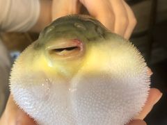 -肆月河豚·新淮扬(金融街店)