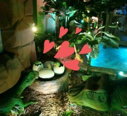 -恐龙探索乐园(磁器口店)