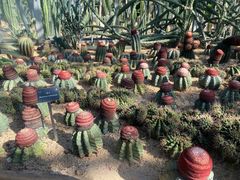 -深圳仙湖植物园
