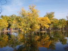 -金塔沙漠胡杨林景区