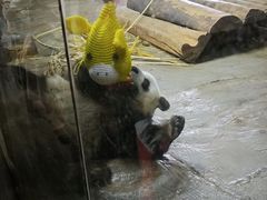 -海南热带野生动植物园