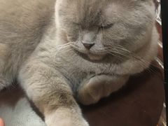 -猫友咖啡店(玉林西路店)