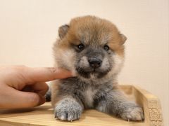 -逗柴咖啡屋·狗咖猫咖宠物桌游