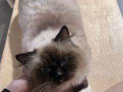 -more than meow吴止猫主题餐厅(承德 中船汇店)