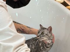 -momokira米努特·德文卷毛猫·棉花面纱犬