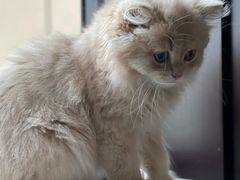 -欣宠猫屋·矮脚拿破仑·蓝金金渐层