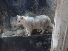 -猫咪博物馆(顶澳仔猫街店)