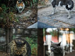 -四门塔风景区