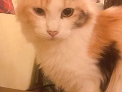 -猫色咖啡·猫咖