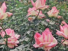 -人民公园(罗湖区)