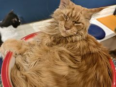 -平行世界·猫咖(首经贸店)