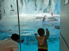 -帝企鹅自助餐厅•儿童岛•真企鹅(长隆企鹅酒店)