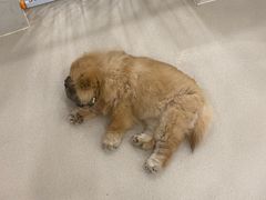 -共舞时光猫咖·狗咖(新街口店)