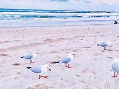 -黄金海岸