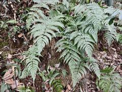 -上海佘山国家森林公园西佘山园