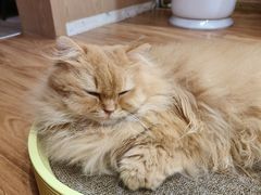 -MOCHA明星猫咖(田子坊店)
