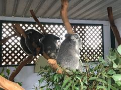 -费瑟代尔野生动物园