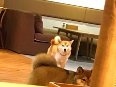 -柴务处·柴犬主题狗咖