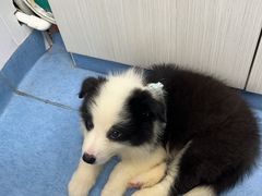 -博特宠物医院24h犬猫全科.骨科·异宠