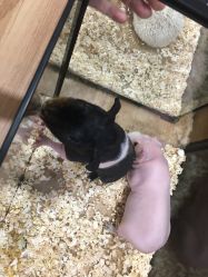 -Moni星球萌宠·小马宝莉·灵蛇·高端高阶全萌宠互动体验俱乐部(红豆国际广场店)