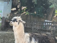 -昆明动物园