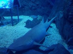 -烟台海昌鲸鲨海洋公园