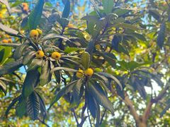 -东山风景区(洞庭东山)