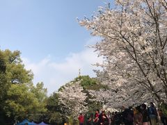 -武汉大学-樱园