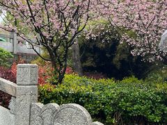 -武汉大学-樱园